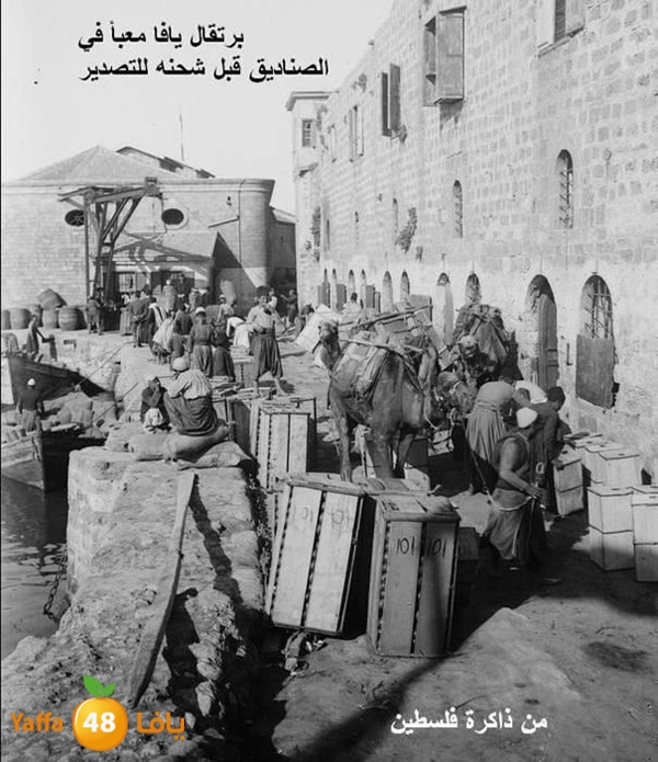 yaffa old pcur (7).jpg.jpg